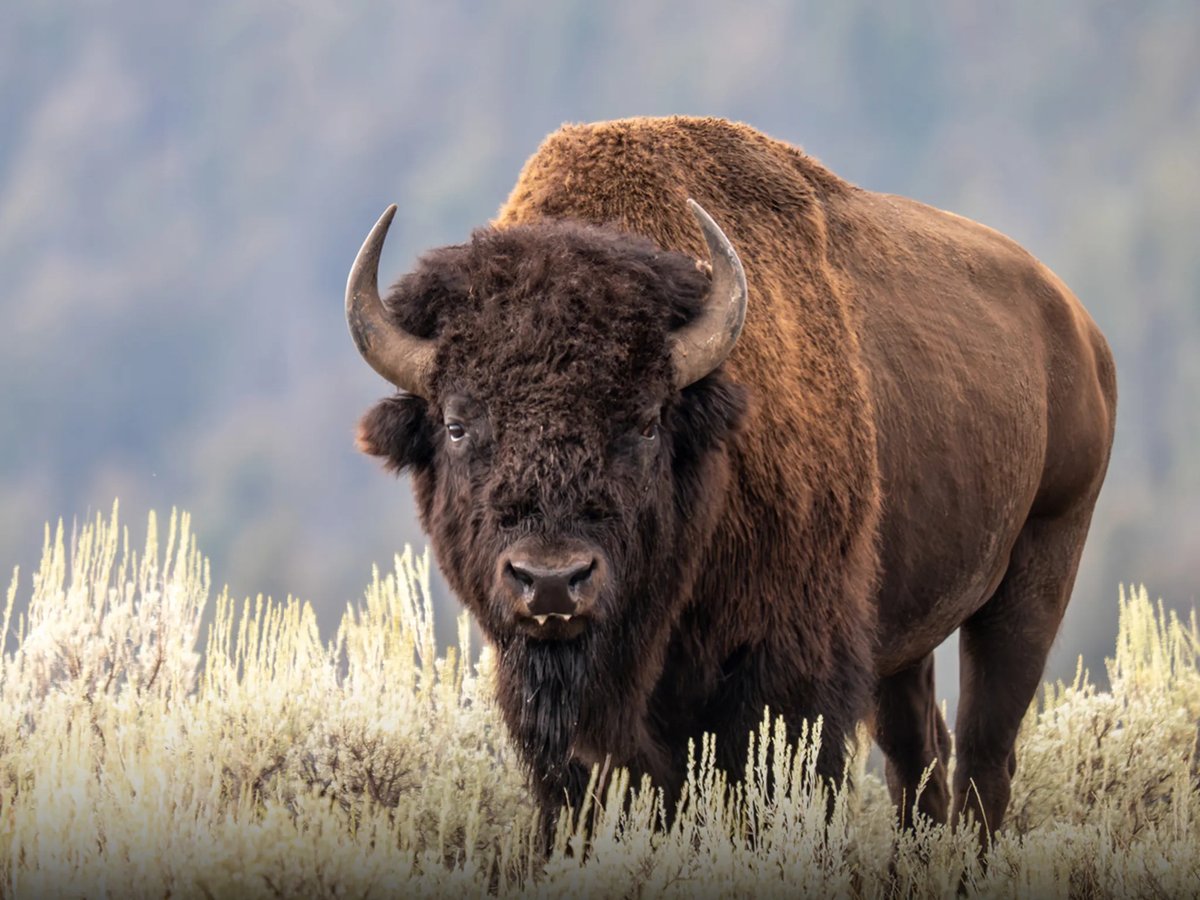 Bison Flips Man Several Feet in the Air, on Video