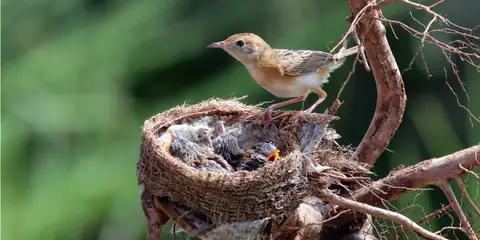 The Meaning of Home in Nature and Human Life