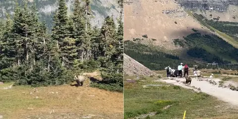 Hiker Says Her “Life Flashed Before Her Eyes” During Grizzly Encounter