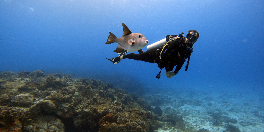 Pexels | Mati Mango | A Breathtaking Exploration of Freediving.